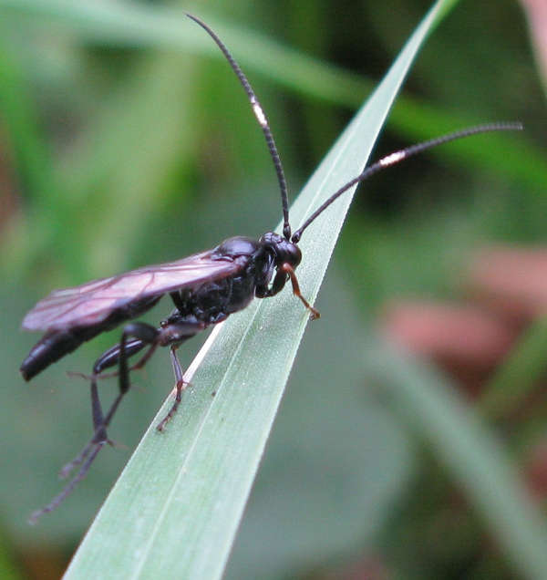 Ichneumonidae (Ichneumoninae)